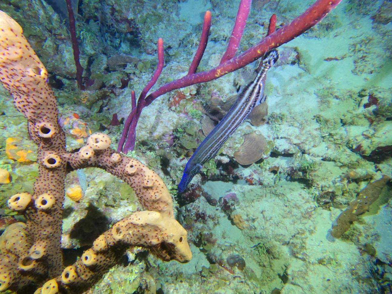 Underwater scene with colorful coral and a striped fish. St.Croix Snorkeling Charter
