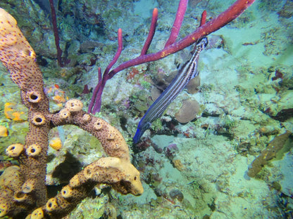 Underwater scene with colorful coral and a striped fish. St.Croix Snorkeling Charter