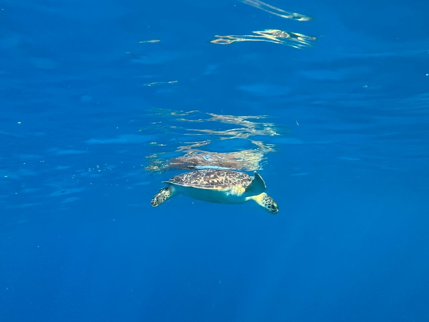 Turtle swimming in clear blue water. St.Croix Snorkeling Charter