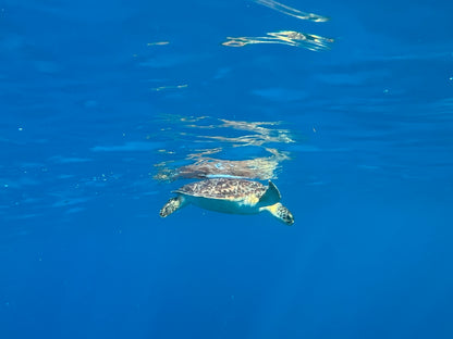 Turtle swimming in clear blue water. St.Croix Snorkeling Charter