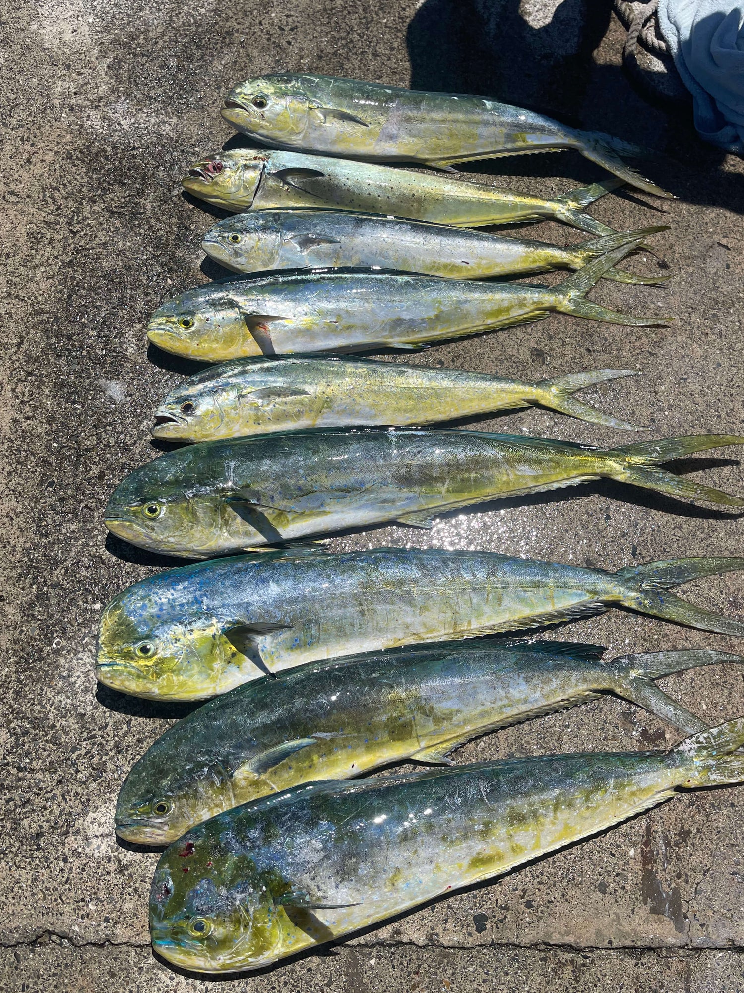 9 Mahi caught during a St.Croix Offshore Fishing Charter